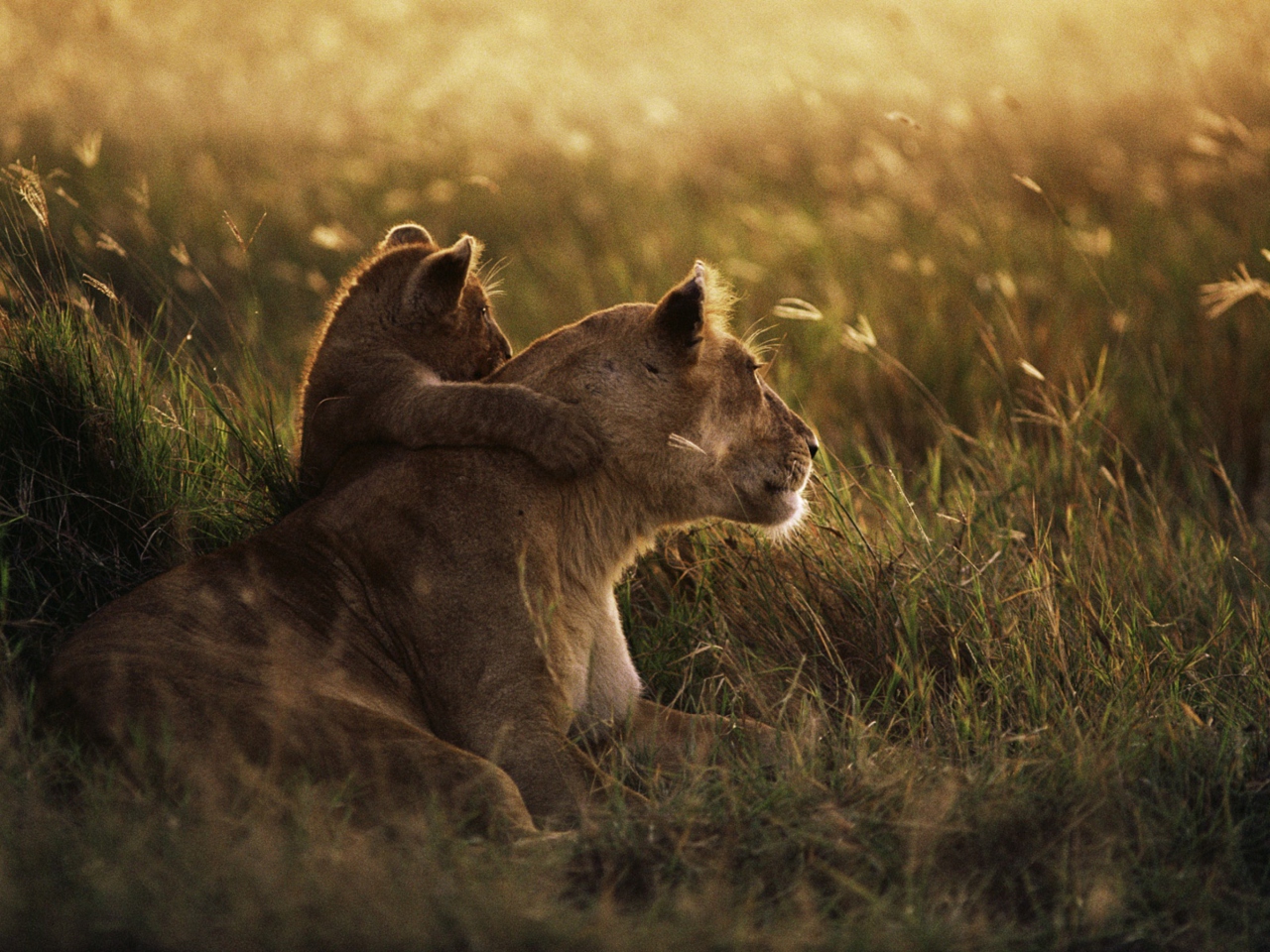 Fondo de pantalla African Lion 1280x960