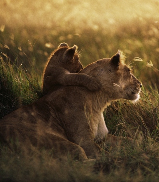 African Lion papel de parede para celular para iPhone 5S