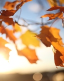 Screenshot №1 pro téma Autumn Leaves In Sun Lights 128x160