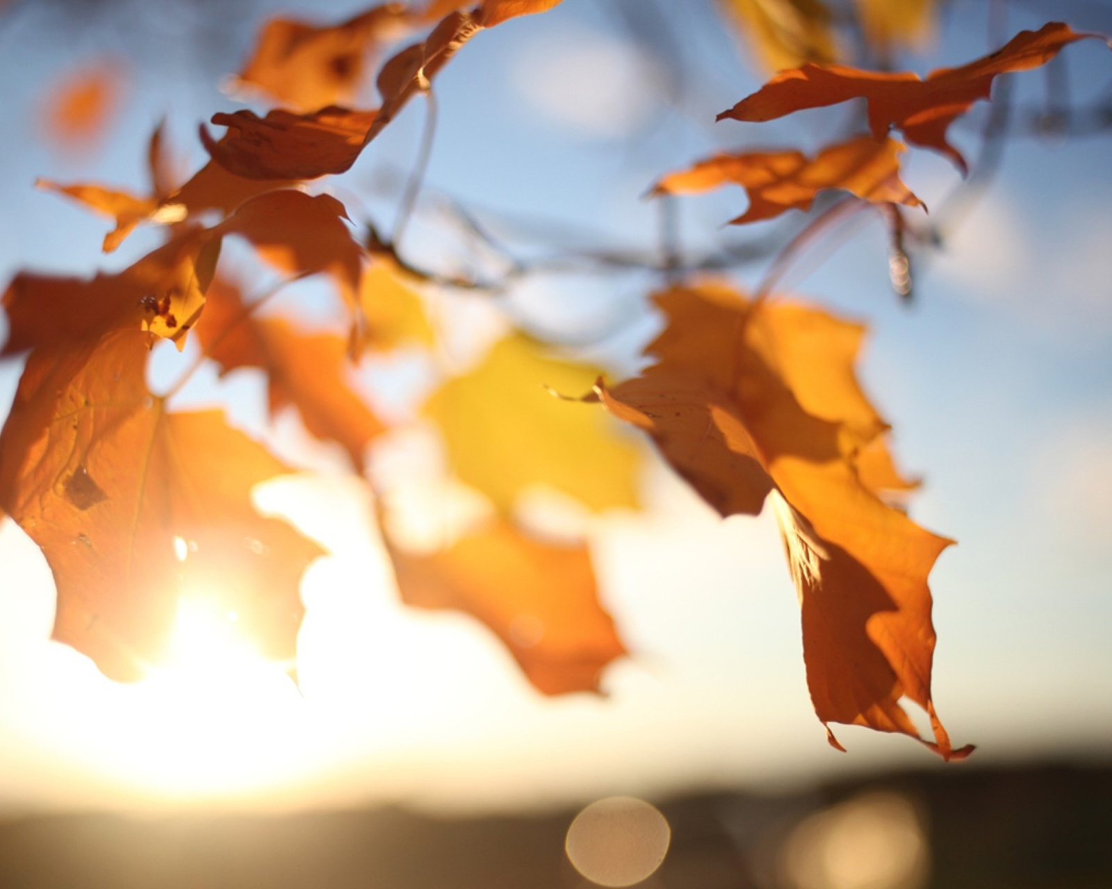 Обои Autumn Leaves In Sun Lights 1600x1280
