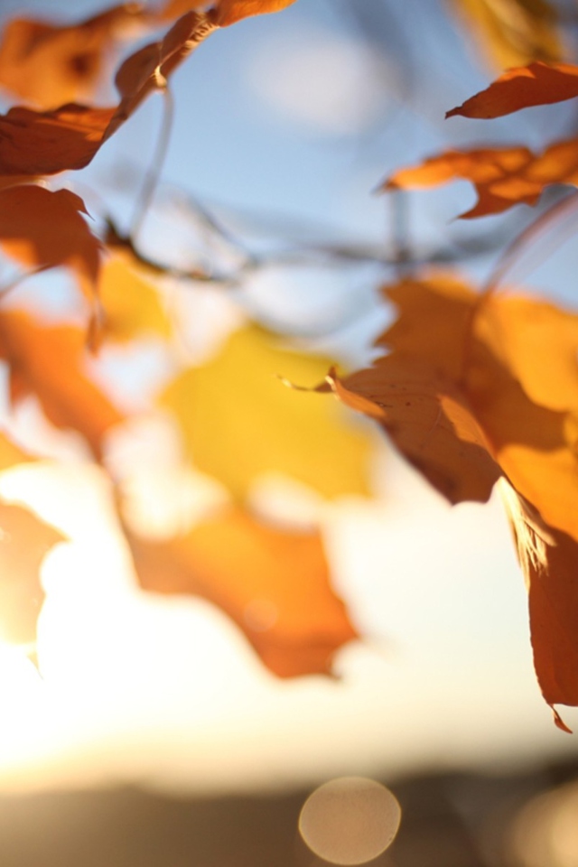 Fondo de pantalla Autumn Leaves In Sun Lights 640x960
