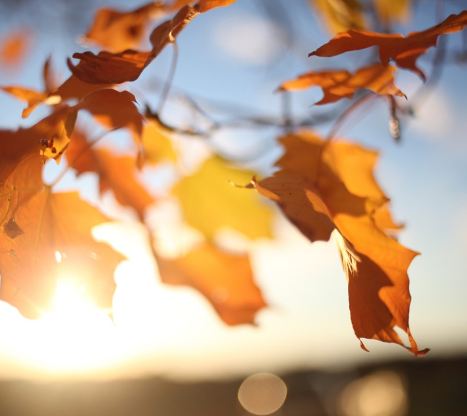 Das Autumn Leaves In Sun Lights Wallpaper 960x854