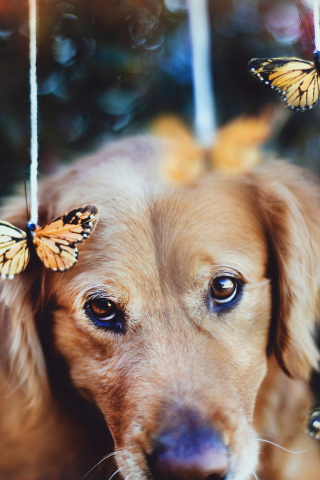 Fondo de pantalla Dog And Butterflies 640x960
