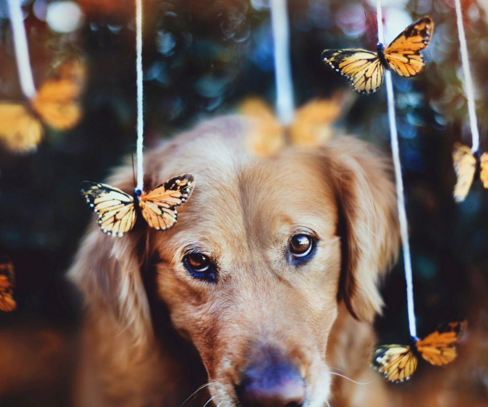 Screenshot №1 pro téma Dog And Butterflies 960x800