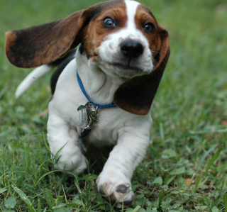 Appenzeller Dog Puppy - Obrázkek zdarma pro 128x128