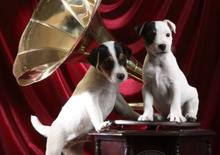 Appenzeller Dog Pups - Obrázkek zdarma pro Motorola DROID