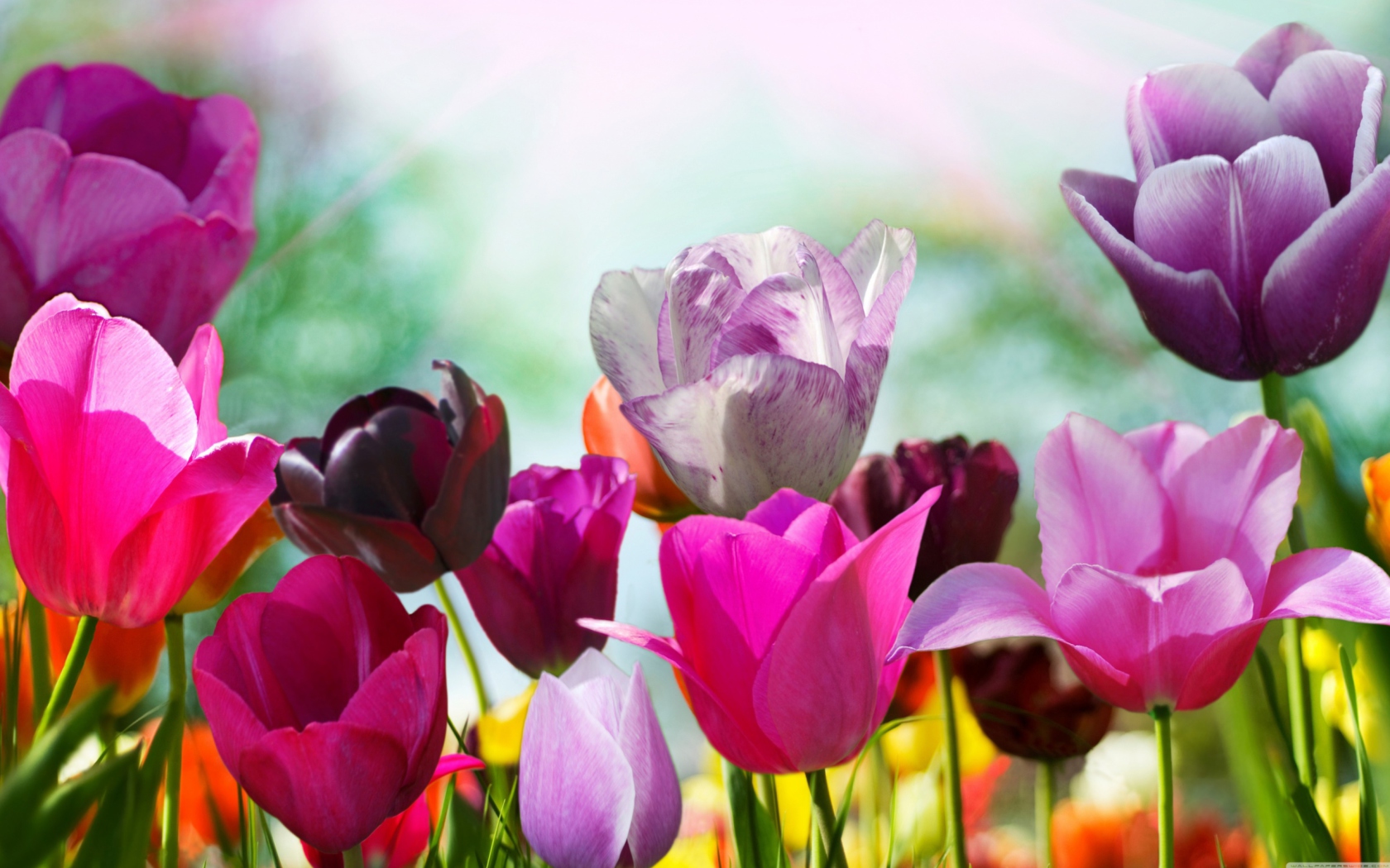 Screenshot №1 pro téma Colorful Tulips 1680x1050
