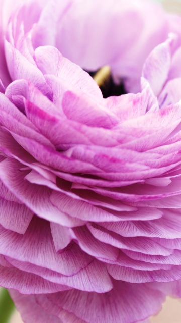 Pink Ranunculus wallpaper 360x640