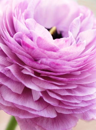 Pink Ranunculus - Obrázkek zdarma pro iPhone 5C
