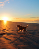 Fondo de pantalla Dog At Sunset 128x160
