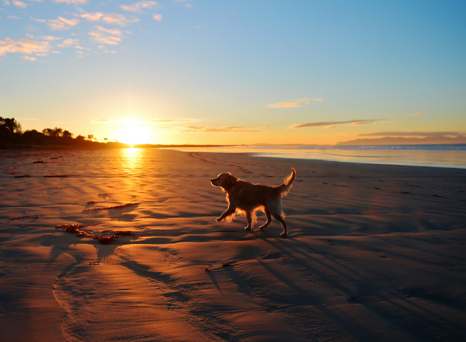 Fondo de pantalla Dog At Sunset 1920x1408