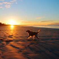 Sfondi Dog At Sunset 208x208