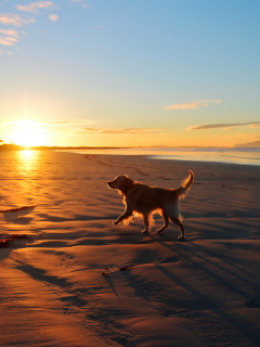 Sfondi Dog At Sunset 240x320