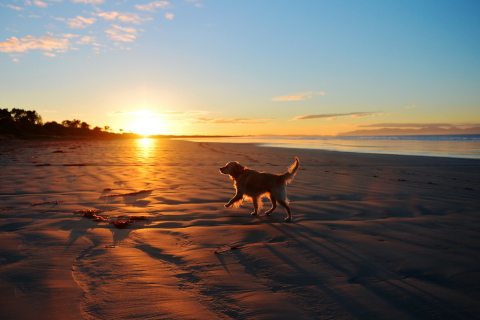Screenshot №1 pro téma Dog At Sunset 480x320