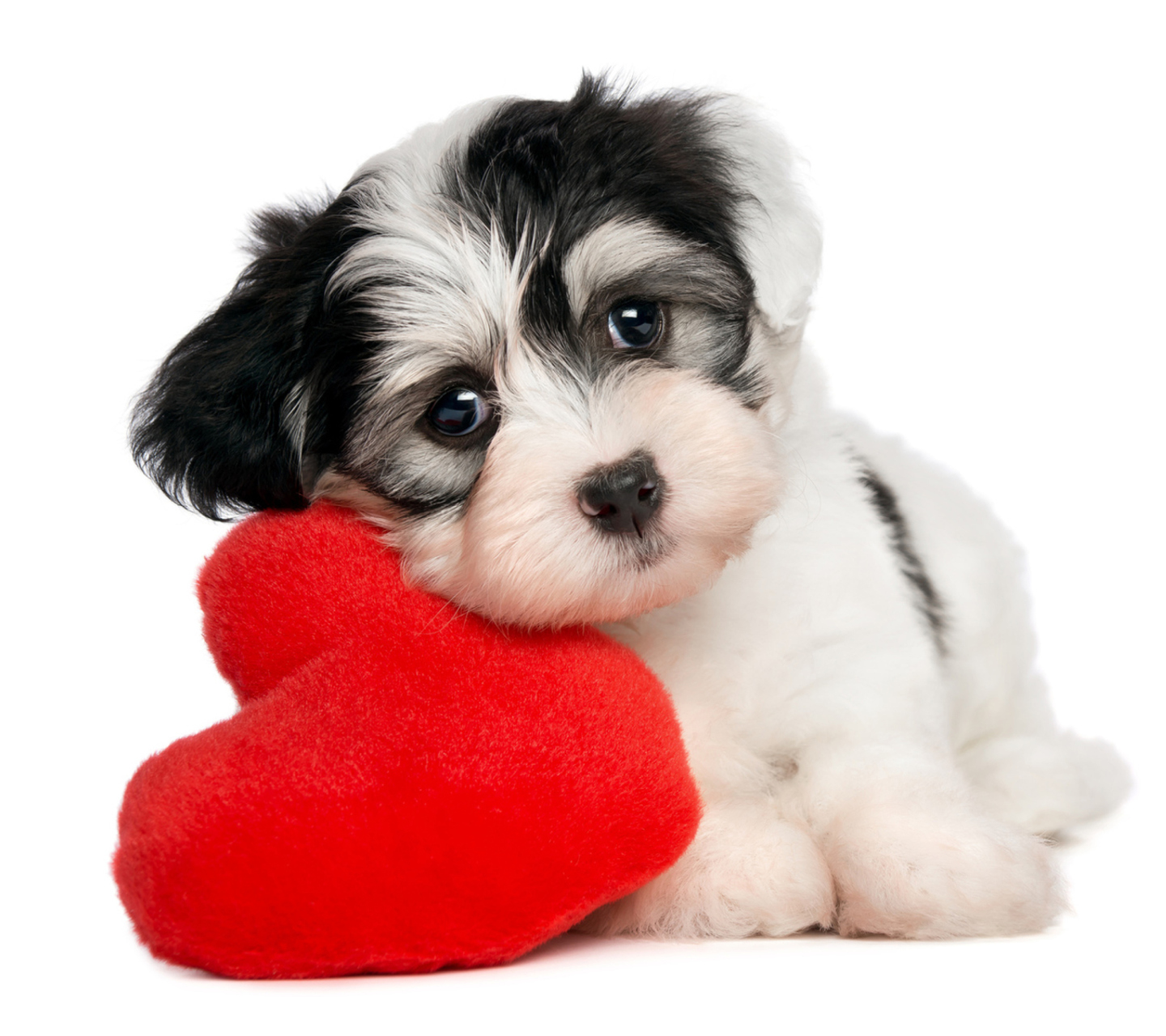 Das Cutest Puppy Wallpaper 1440x1280