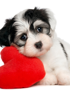 Das Cutest Puppy Wallpaper 240x320