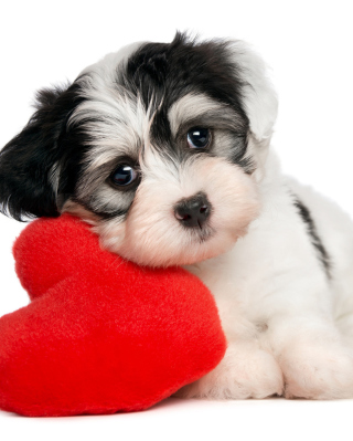 Cutest Puppy - Obrázkek zdarma pro iPhone 6