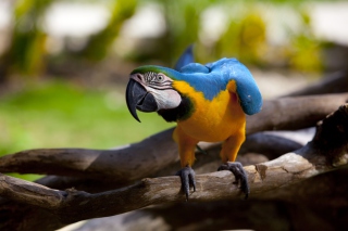 Funny Parrot - Obrázkek zdarma pro Nokia C3