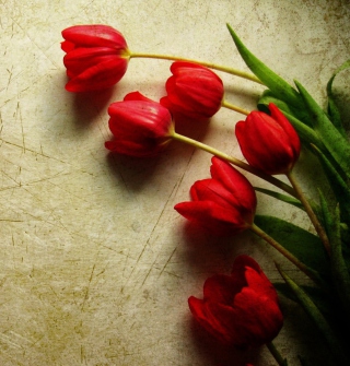 Red Tulips papel de parede para celular para iPad 2
