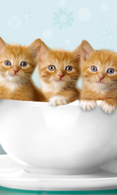 Das Ginger Kitten In Cup Wallpaper 240x400