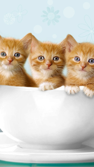 Обои Ginger Kitten In Cup 360x640