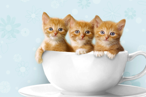 Ginger Kitten In Cup wallpaper 480x320