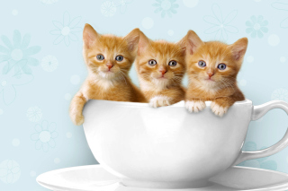 Ginger Kitten In Cup Wallpaper for Android, iPhone and iPad