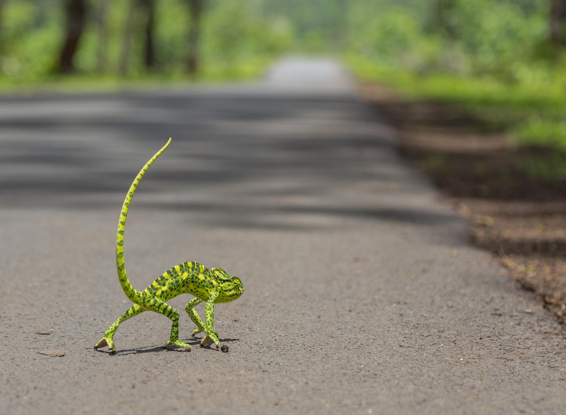 Chameleon Walk wallpaper 1920x1408