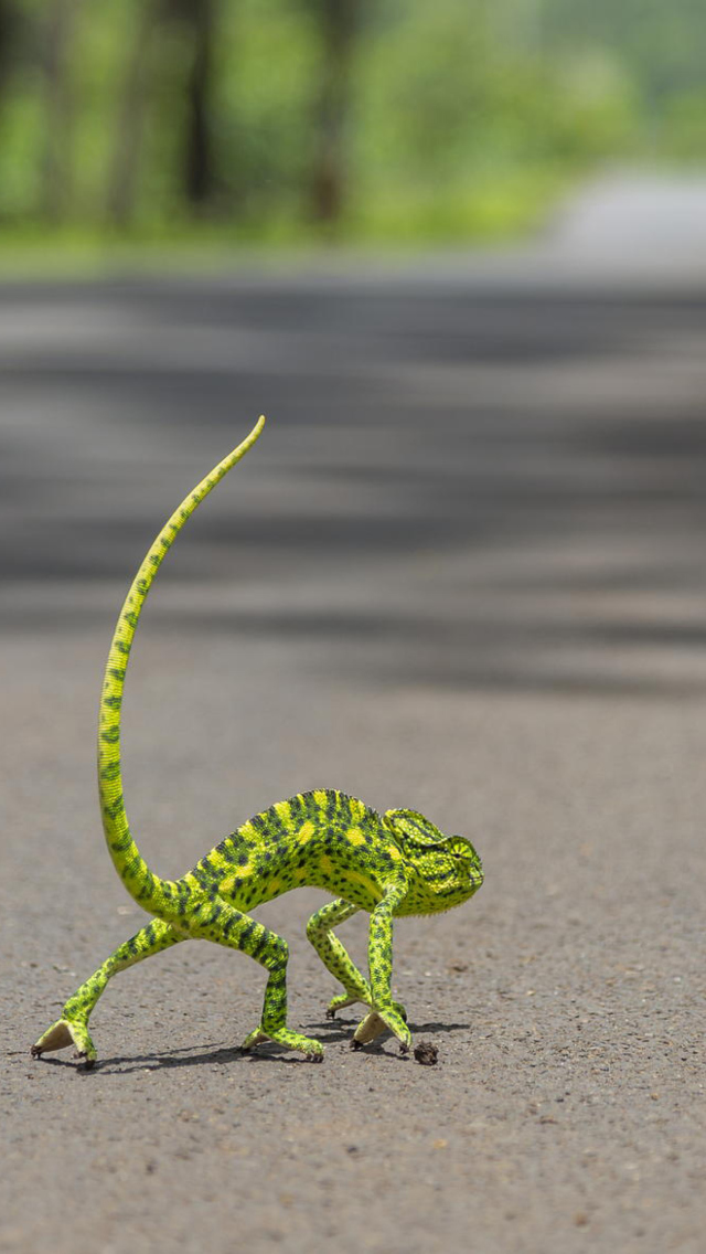 Chameleon Walk wallpaper 640x1136