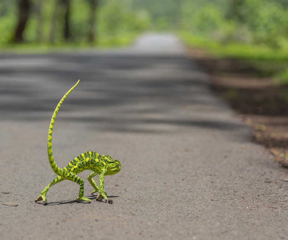 Sfondi Chameleon Walk 960x800