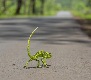 Chameleon Walk - Obrázkek zdarma pro 2048x2048