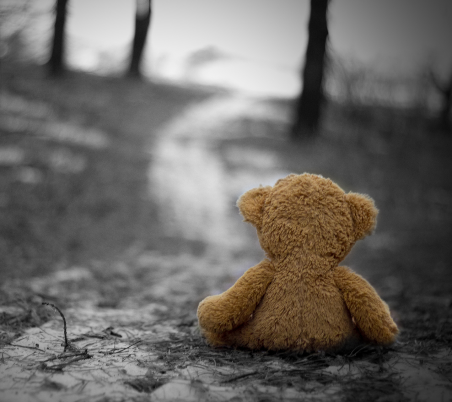 Fondo de pantalla Lonely Bear 1440x1280