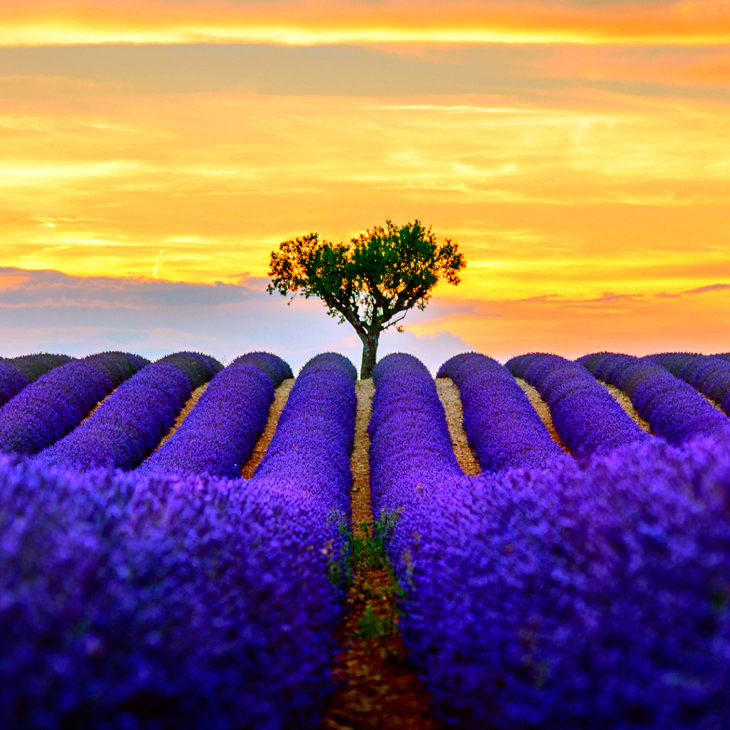 Best Lavender Fields Provence screenshot #1 1024x1024