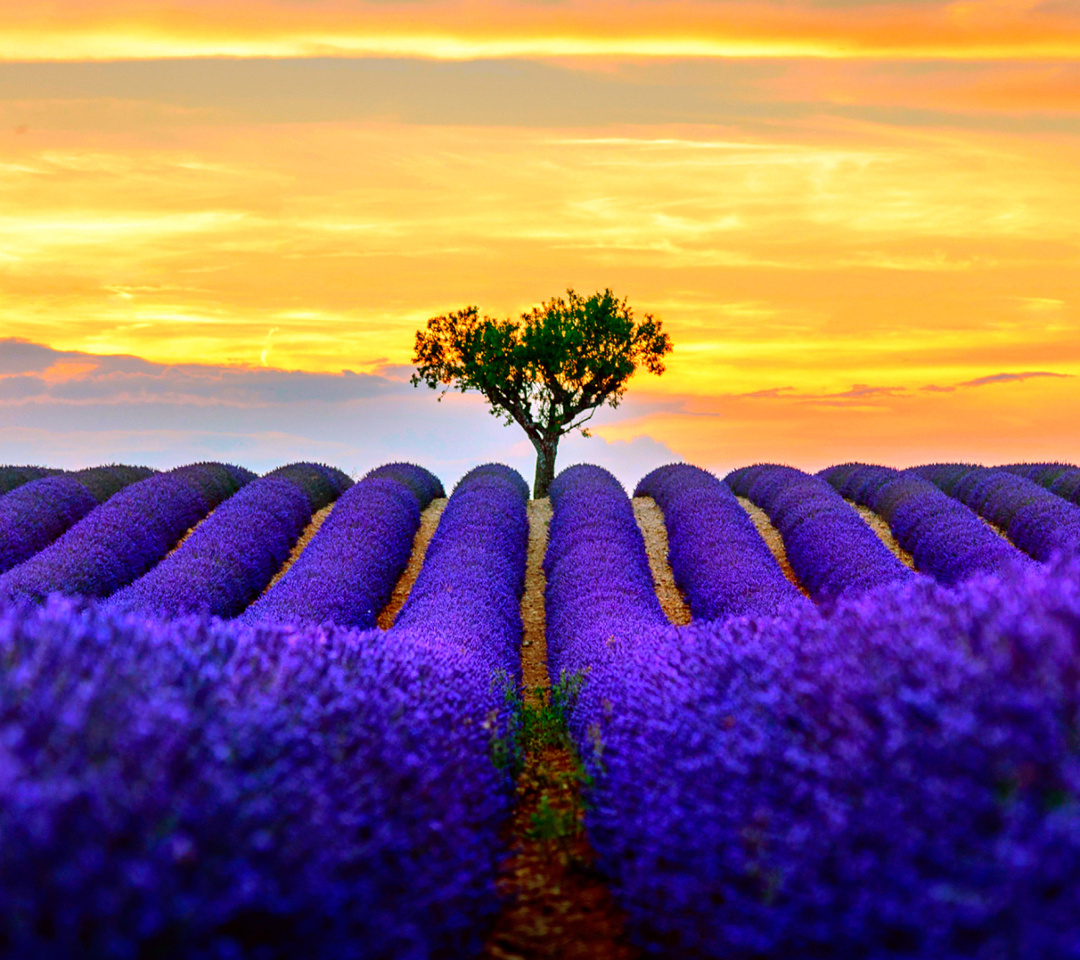 Обои Best Lavender Fields Provence 1080x960