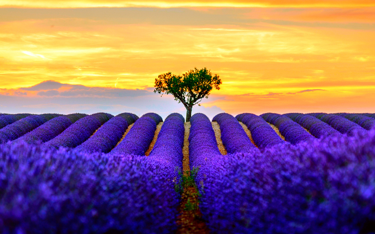 Sfondi Best Lavender Fields Provence 1280x800