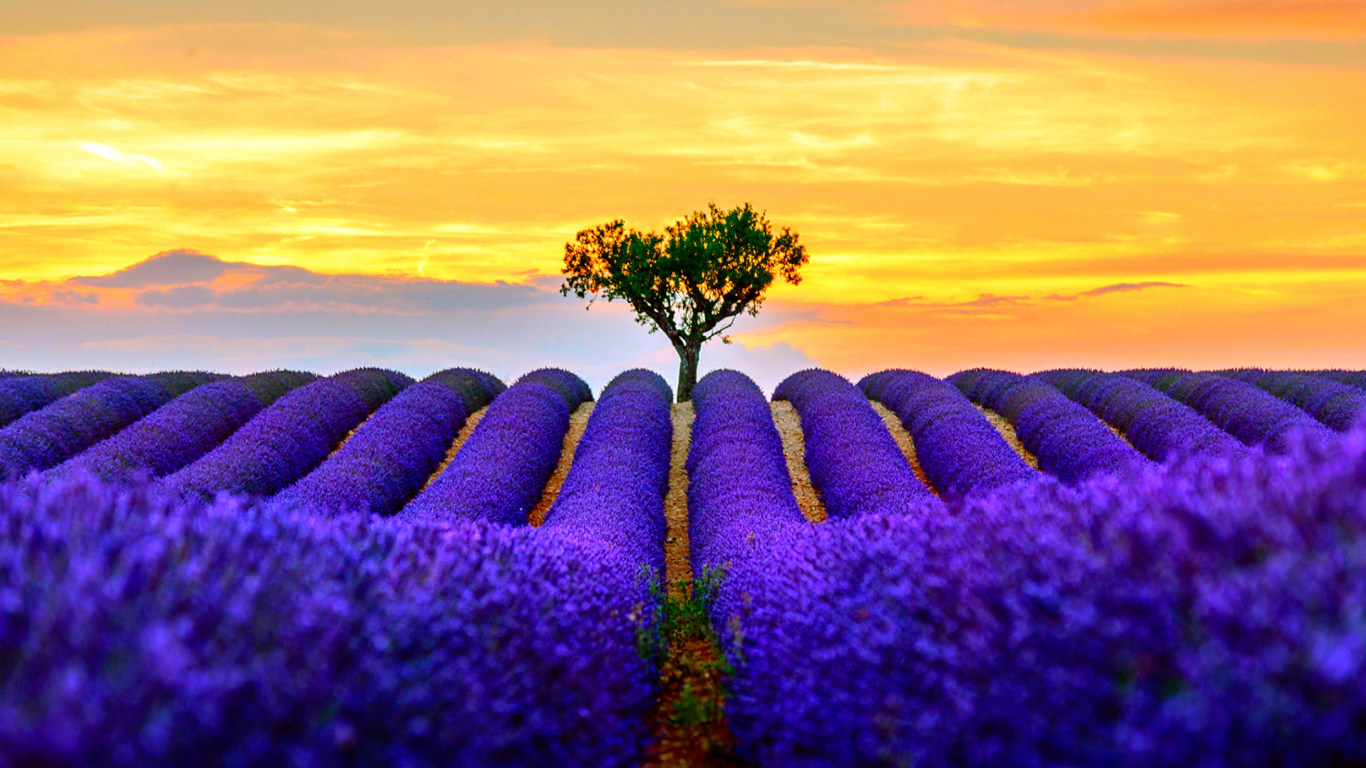 Обои Best Lavender Fields Provence 1366x768
