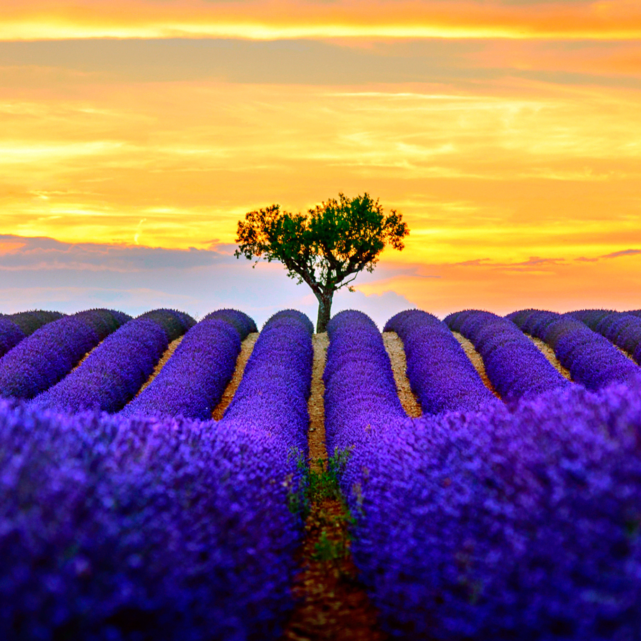 Das Best Lavender Fields Provence Wallpaper 2048x2048