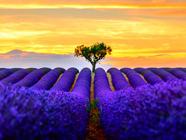 Обои Best Lavender Fields Provence 640x480