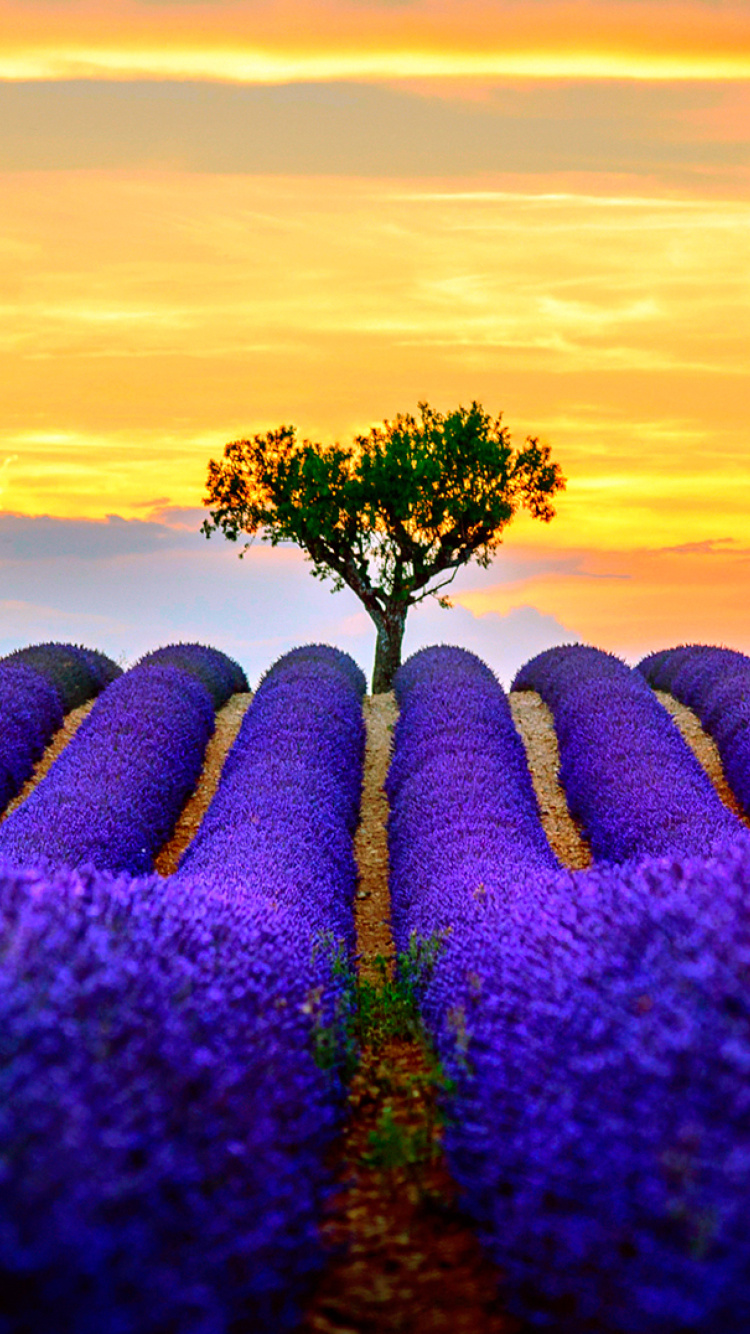Best Lavender Fields Provence wallpaper 750x1334
