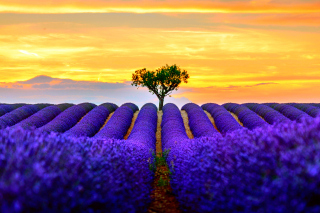 Best Lavender Fields Provence Background for Android, iPhone and iPad