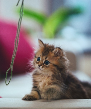 Kitten - Obrázkek zdarma pro Nokia Lumia 2520