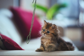 Kitten - Obrázkek zdarma pro Samsung Galaxy S3
