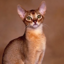 Screenshot №1 pro téma Oriental Shorthair Cat 128x128