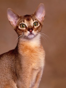 Sfondi Oriental Shorthair Cat 132x176