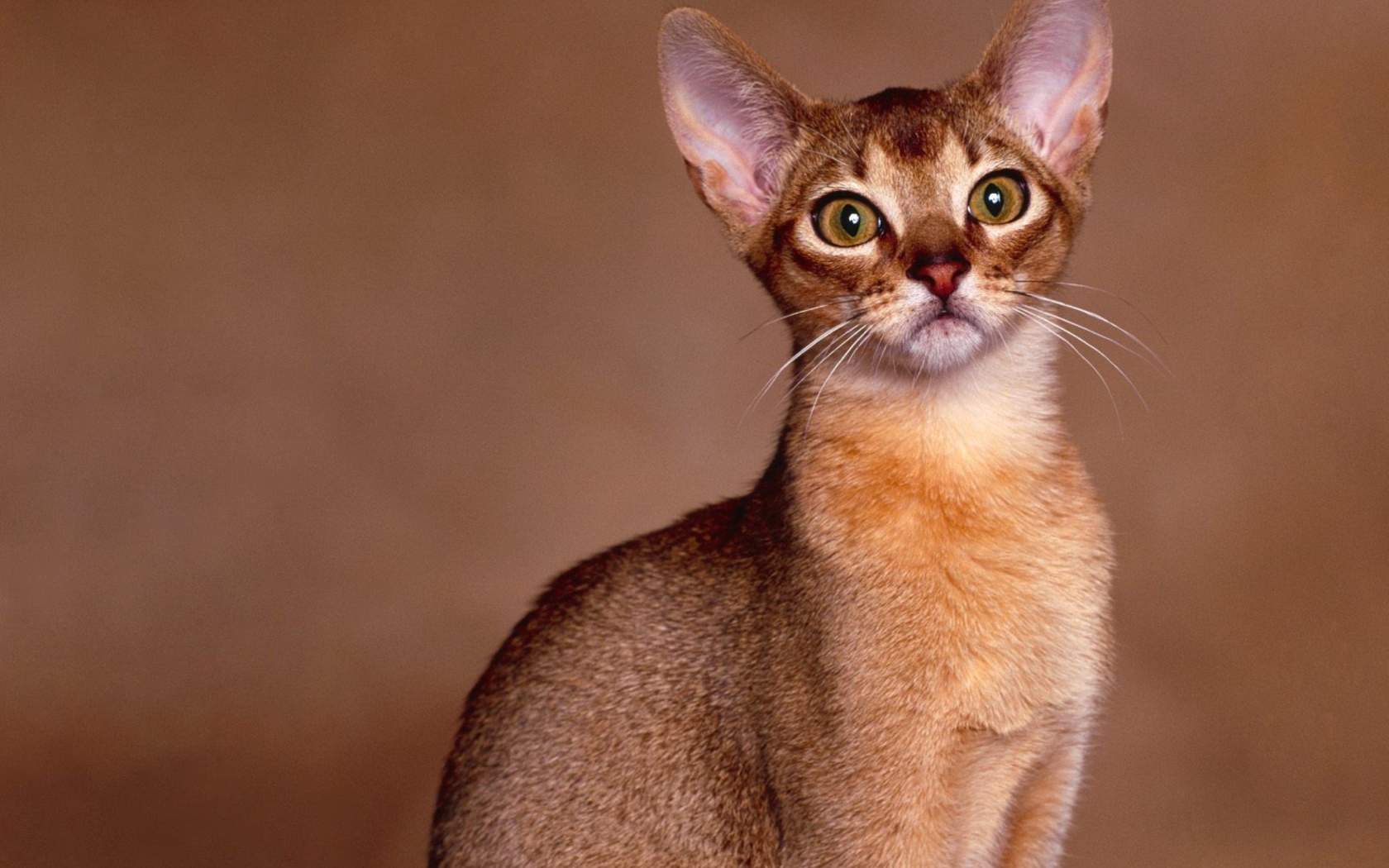 Screenshot №1 pro téma Oriental Shorthair Cat 1680x1050