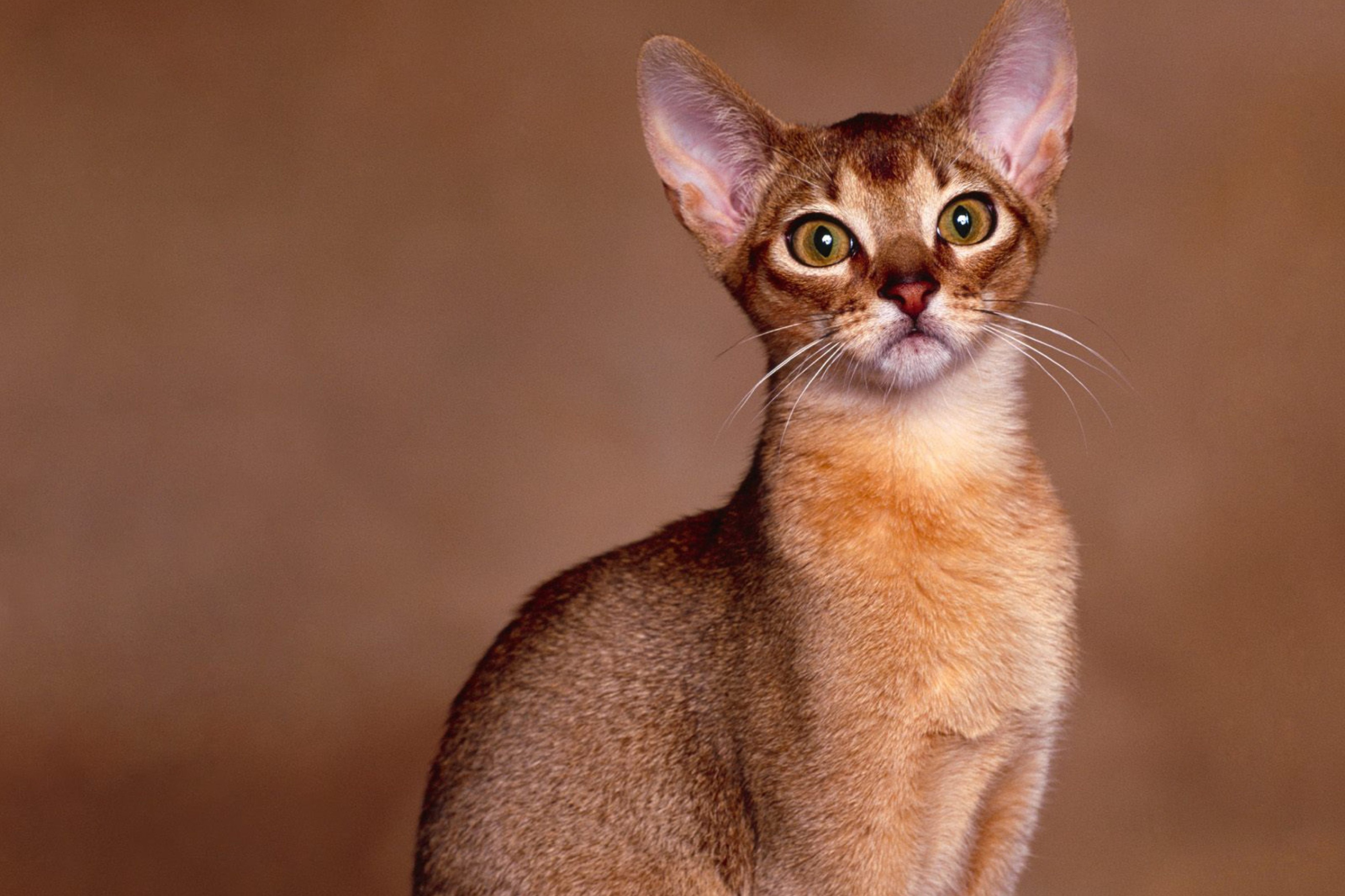 Sfondi Oriental Shorthair Cat 2880x1920