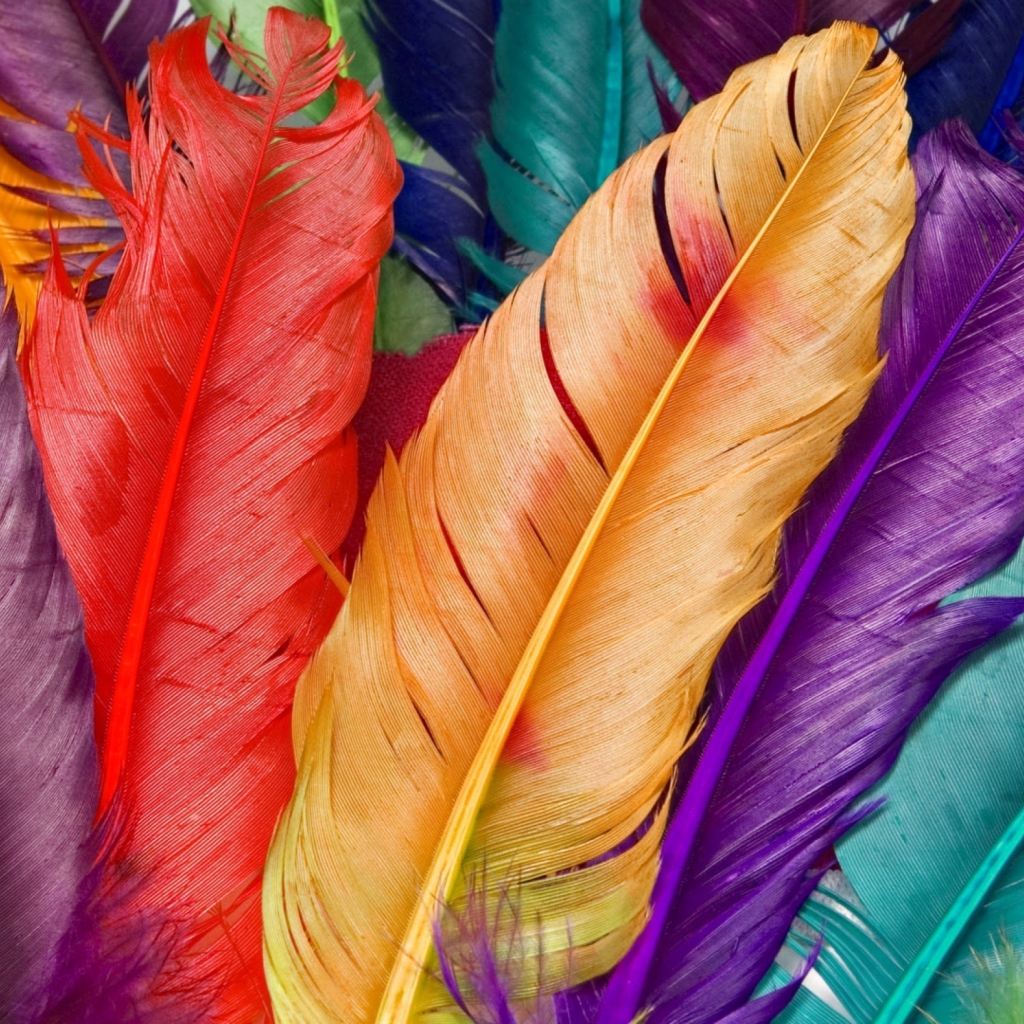Fondo de pantalla Colored Feathers 1024x1024