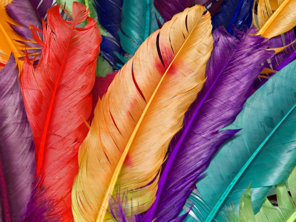 Fondo de pantalla Colored Feathers 1152x864