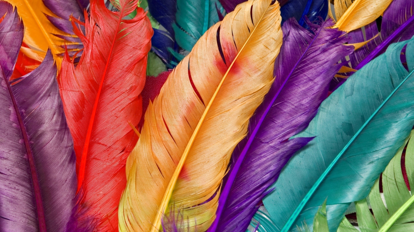 Fondo de pantalla Colored Feathers 1600x900