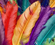 Fondo de pantalla Colored Feathers 176x144